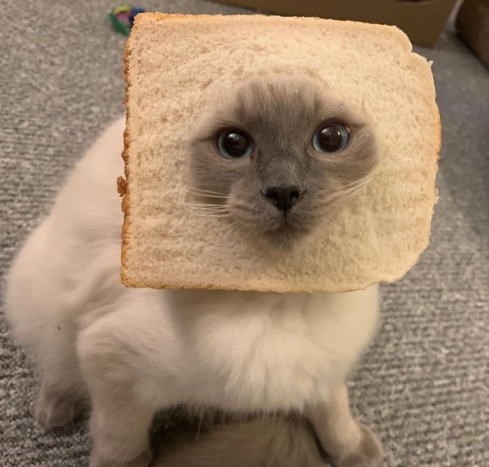 These Pedigree Cats Are All Inbread