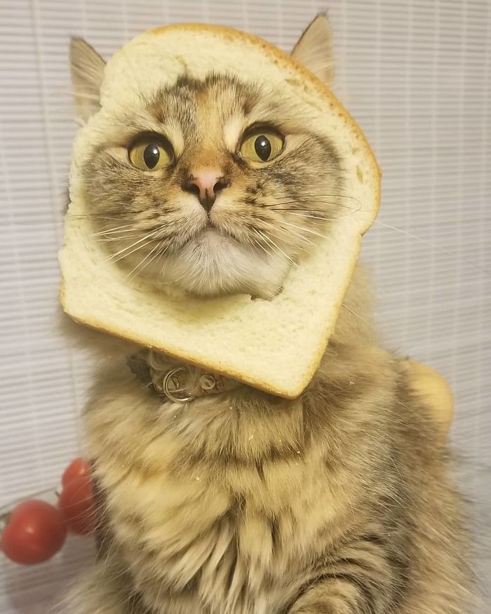 Look! I'm An In Bread Cat