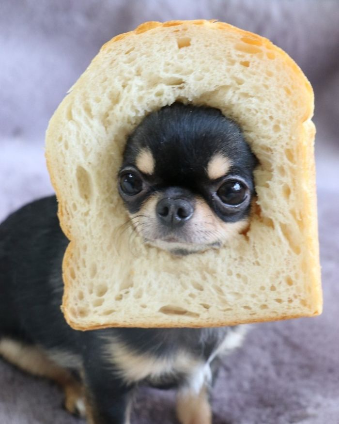 Another In-Bread Pup
