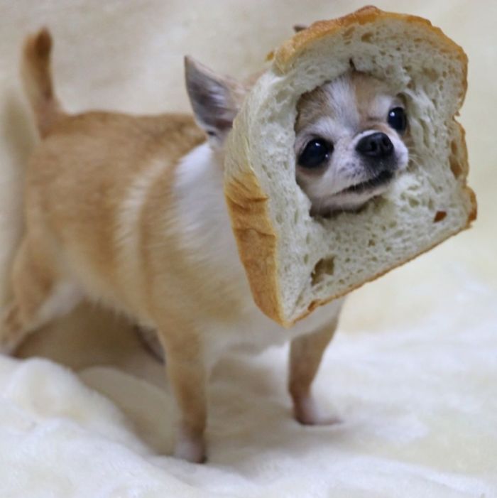 Bitten Bread Dog