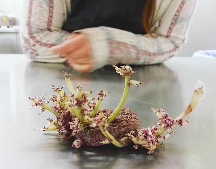 This Potato Fell Under A Display Table Months Ago, And Now Look What It's Turned Into