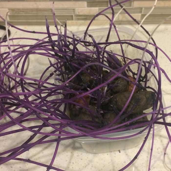 Forgotten Purple Potatoes