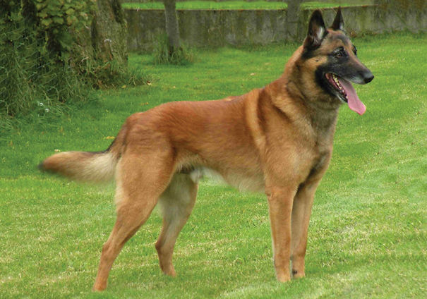 Belgian-Shepherd-Dog-Malinois-5ef59de9c743b.jpg