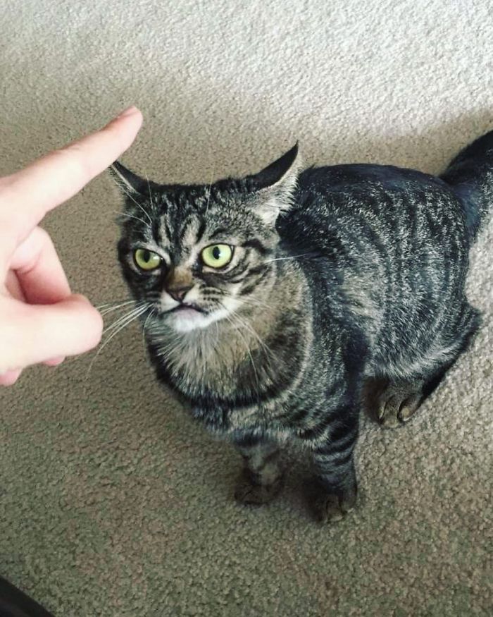 Grumpy-Cat-Kitzia