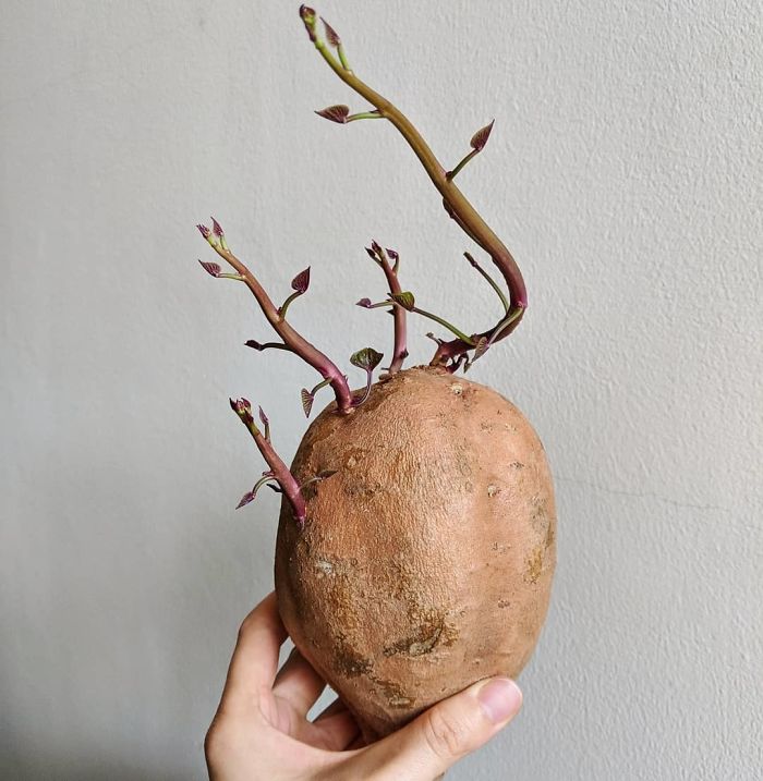 A Forgotten Sweet Potato Turned Into A Sprouting Beauty. I Had It For Dinner But Really I Just Wanted To Leave It And Watch It Grow