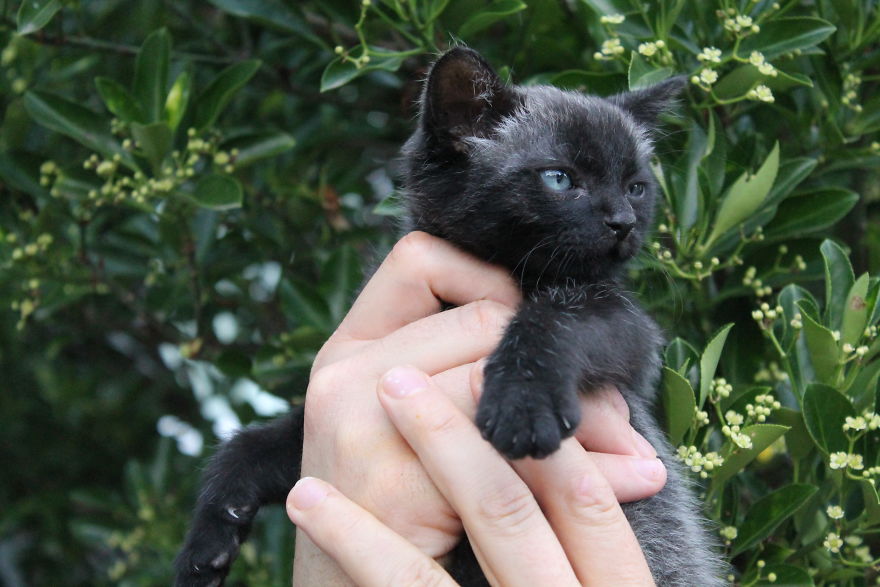 Second Tale For Rescued Kitten Second Tale For Rescued Kitten