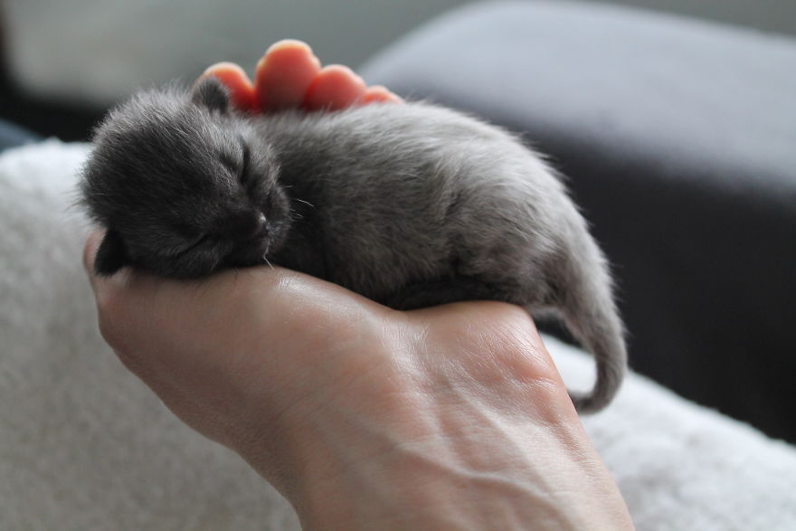 Second Tale For Rescued Kitten Second Tale For Rescued Kitten