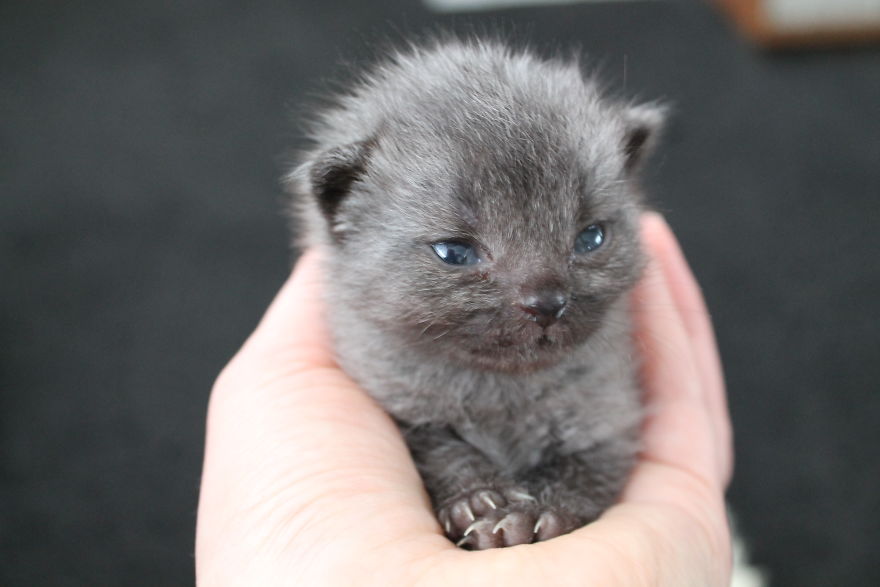 Second Tale For Rescued Kitten Second Tale For Rescued Kitten