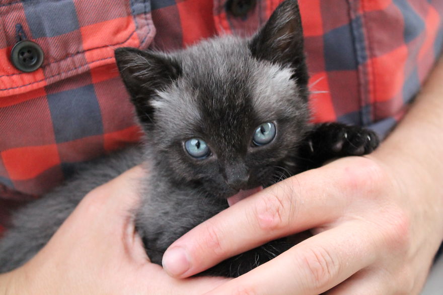 Second Tale For Rescued Kitten Second Tale For Rescued Kitten