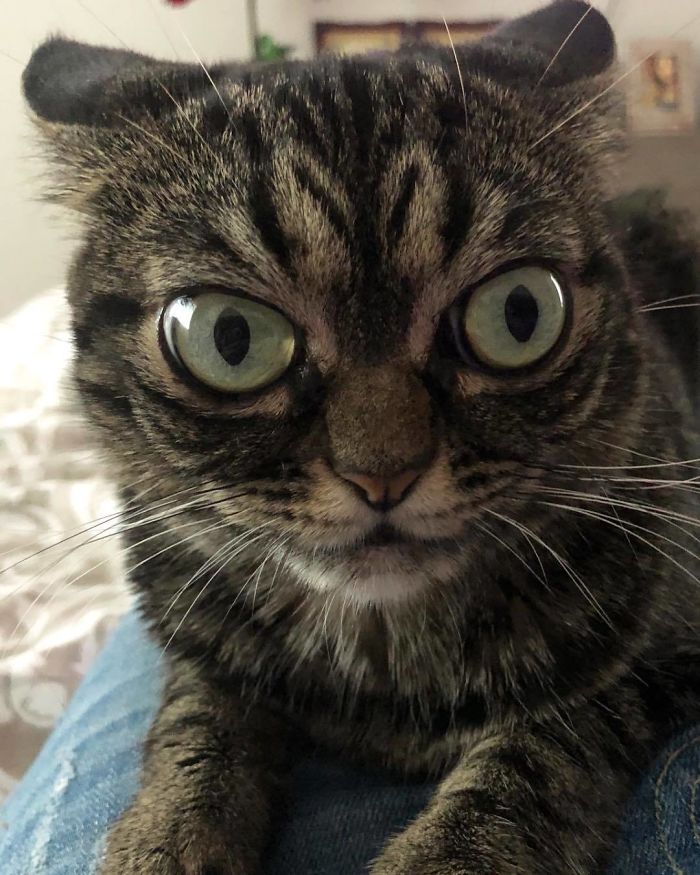 Meet The New Grumpy Cat Called Kitzia That Looks Even Angrier Than Her Late Predecessor