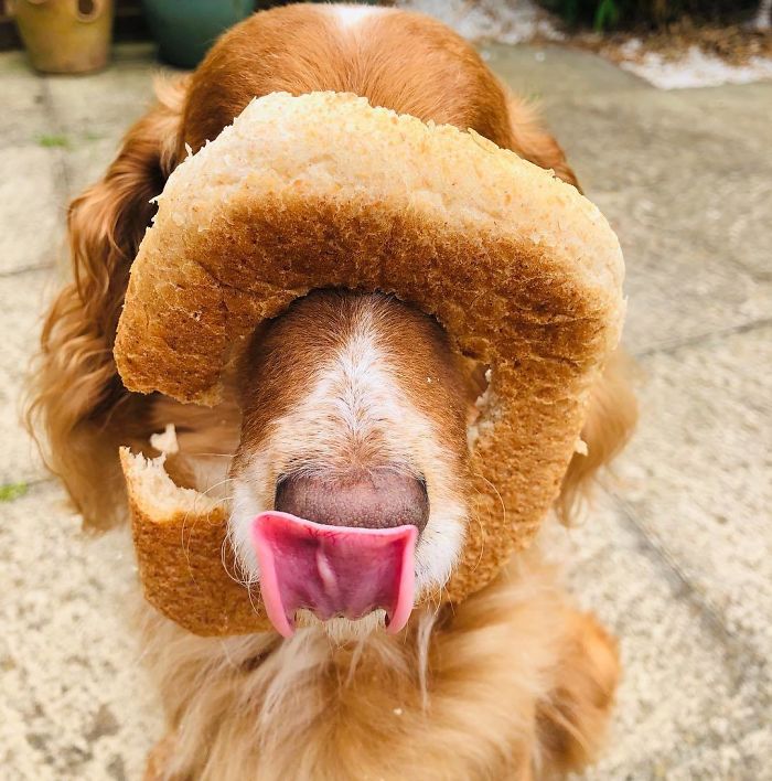 I Am Bear. Take Two Of This Weird Bread Thing The Pawrents Are Trying. Either The Bread Was Weak Or My Snoot Is So Powerful, Either Way... I Still Wasn’t Having It