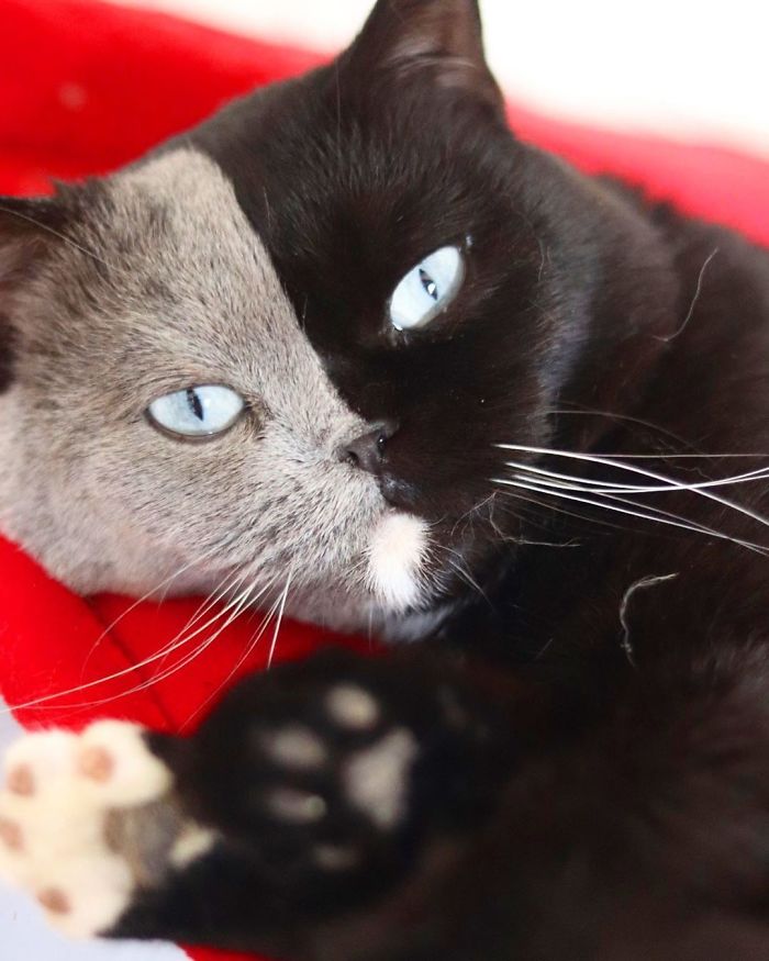 Este gato con la cara dividida ha sido padre de 2 gatitos con cada uno de sus colores