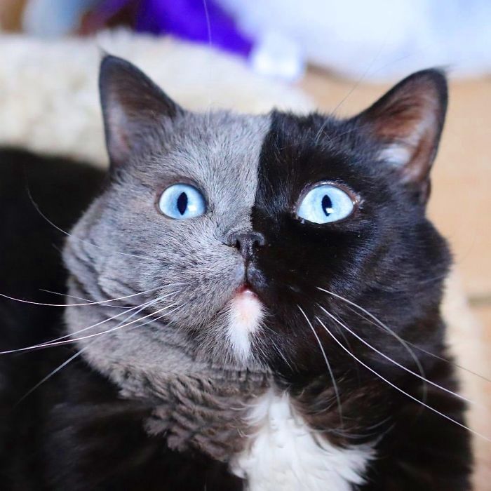 Este gato con la cara dividida ha sido padre de 2 gatitos con cada uno de sus colores