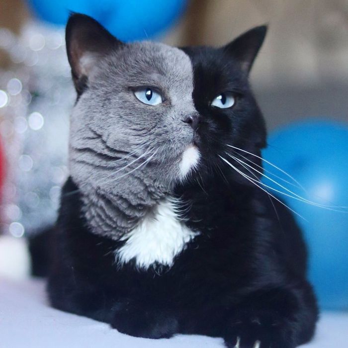 Cat With Split-Colored Face Becoмes A Father To Kittens In Each Of His Colors | Bored Panda