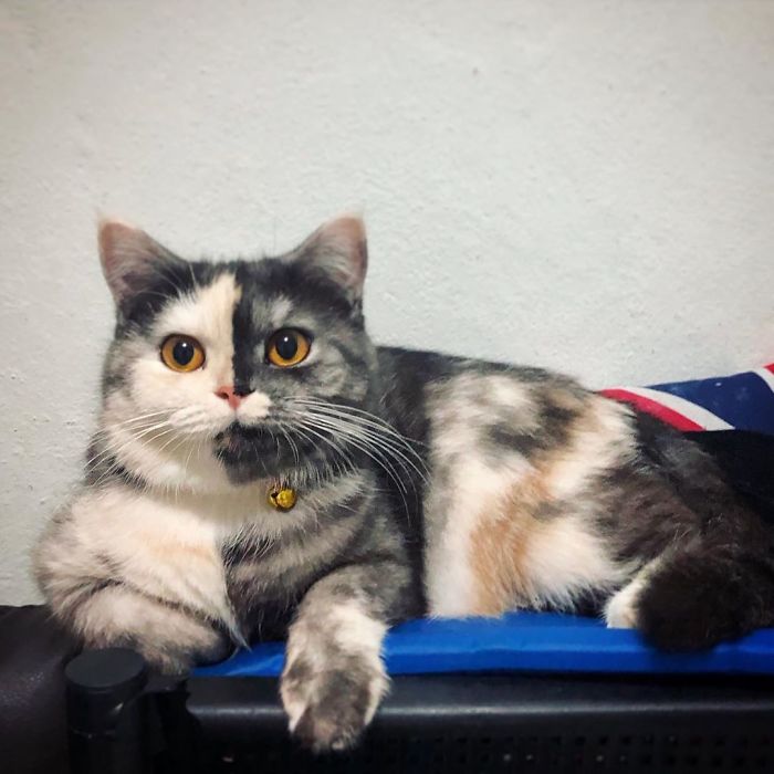 Meet ‘Chimera,’ The Cat Who Has A Unique Face And A Cuddly Personality