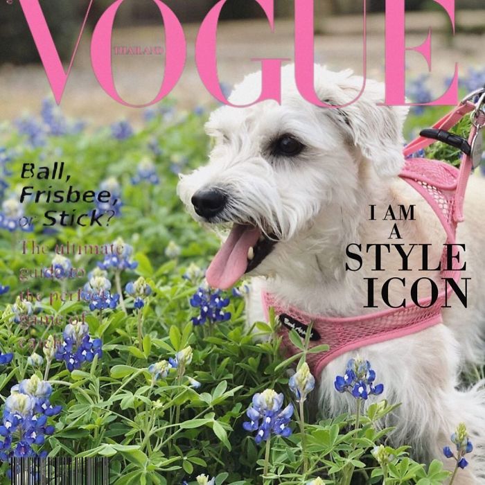 Vogue-Cover-Pets-Challenge