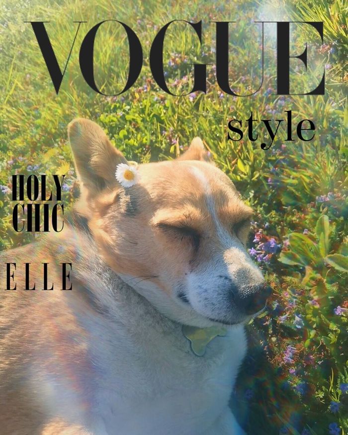 Vogue-Cover-Pets-Challenge