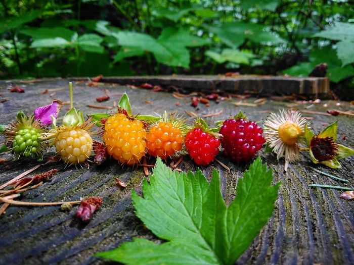 Salmonberry Life Cycle