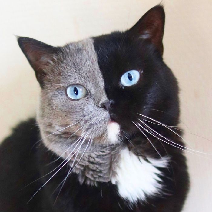 Cat With Split-Colored Face Becomes A Father To Kittens In Each Of His Colors