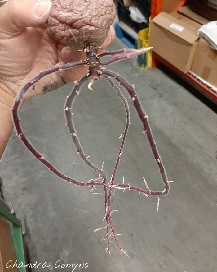 Found A Sprouted Potato At Work...