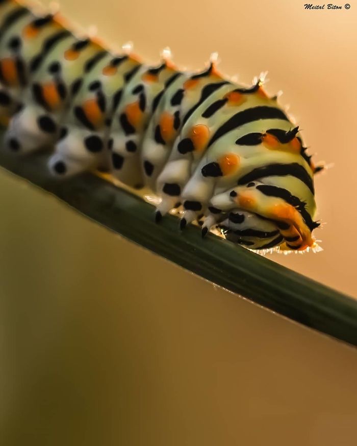 Caterpillar-Feet