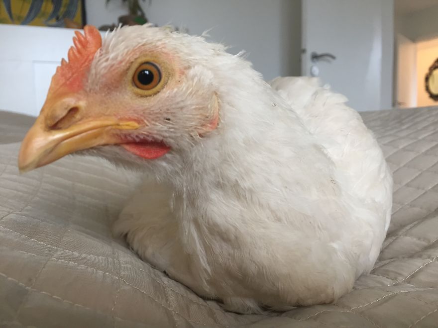 Heartwarming Story Of A Chicken Named Victoria Who Found A Loving Home After Escaping A Factory Farm