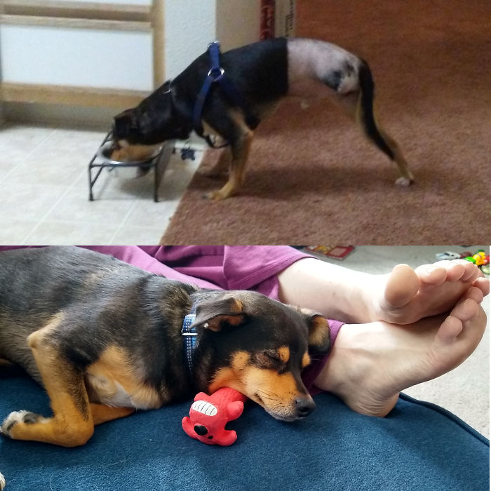 This Is Our Rescue 3 Years Ago vs. Now. We Got Him Just A Couple Of Weeks After His Leg Was Amputated.
