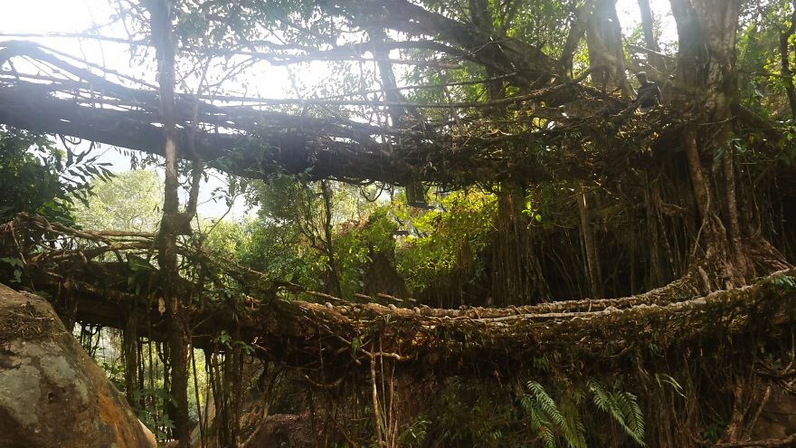 Double Decker Living Root Bridges, Meghalaya Double Decker Living Root Bridges, Meghalaya