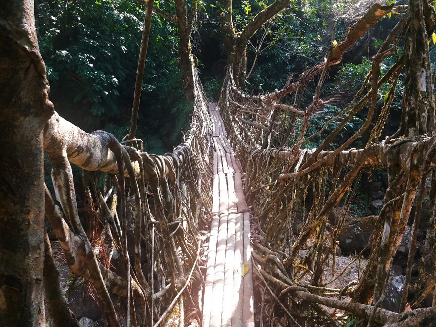 Double Decker Living Root Bridges, Meghalaya Double Decker Living Root Bridges, Meghalaya