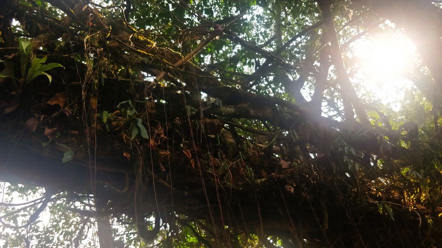 Double Decker Living Root Bridges, Meghalaya Double Decker Living Root Bridges, Meghalaya