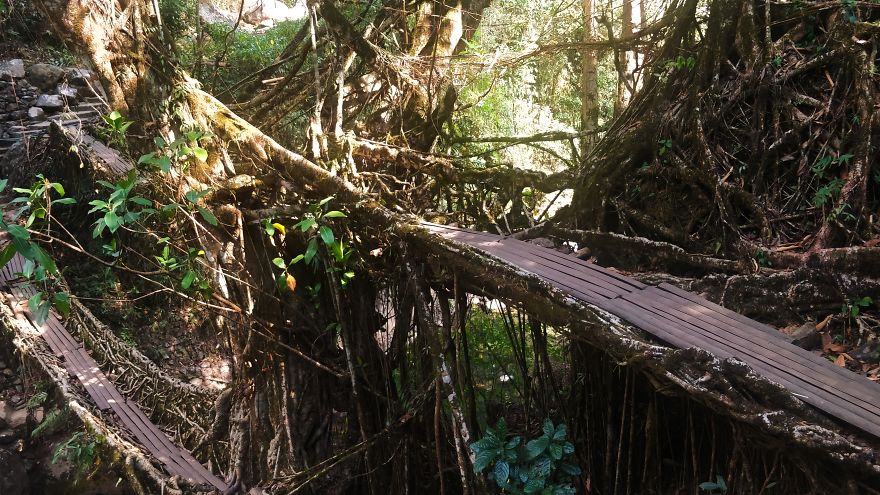 Double Decker Living Root Bridges, Meghalaya Double Decker Living Root Bridges, Meghalaya