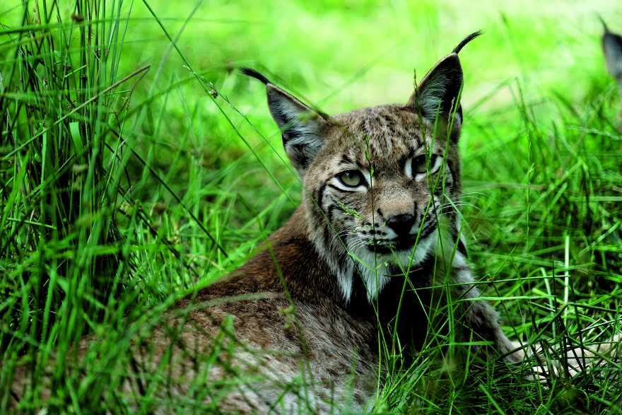 June 11th: International Lynx Day
celebrate The Biggest Wild Cat In Europe June 11th: International Lynx Day
celebrate The Biggest Wild Cat In Europe
