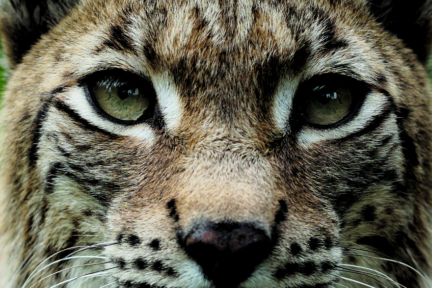 June 11th: International Lynx Day
celebrate The Biggest Wild Cat In Europe June 11th: International Lynx Day
celebrate The Biggest Wild Cat In Europe