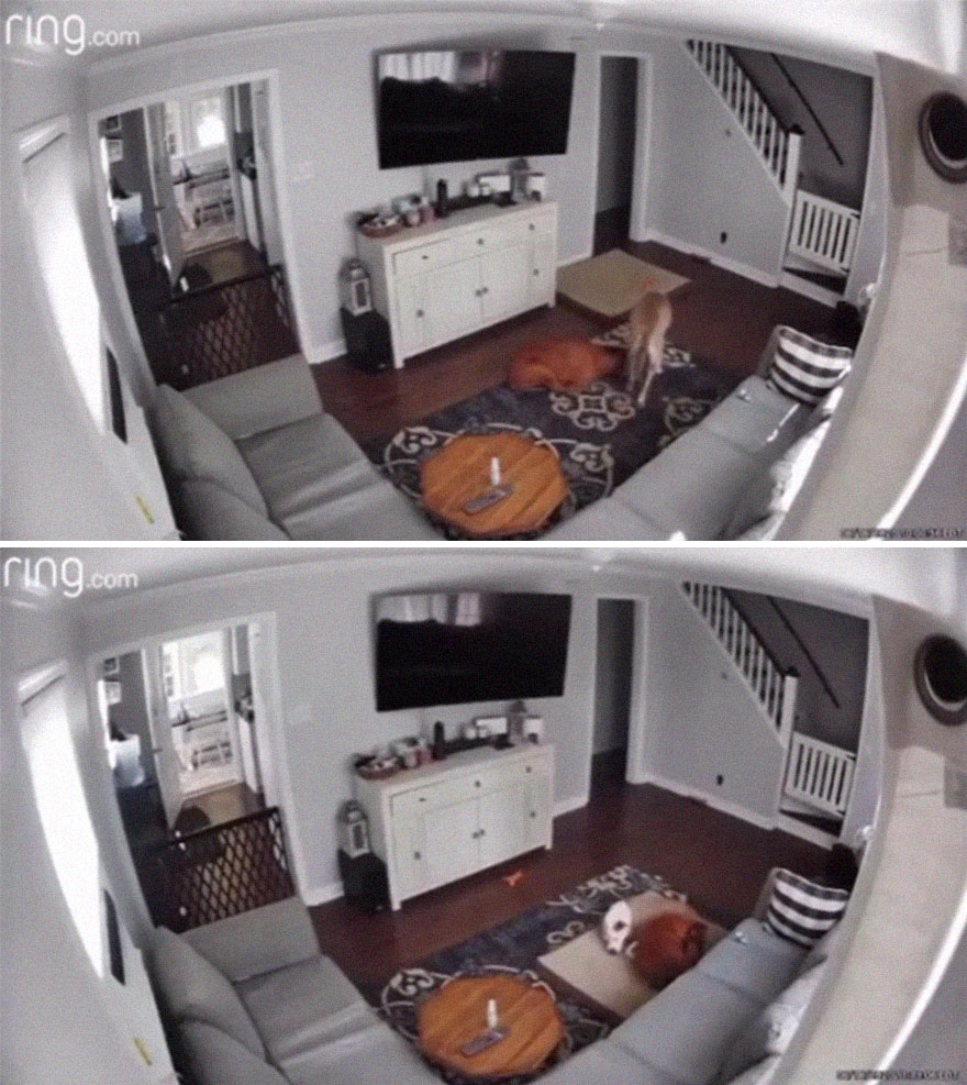 Camera Catches Dog Taking His Bed To His Sick Brother