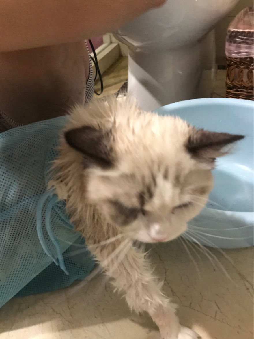 Girl Shows How To Shower Your Cat In Quarantine