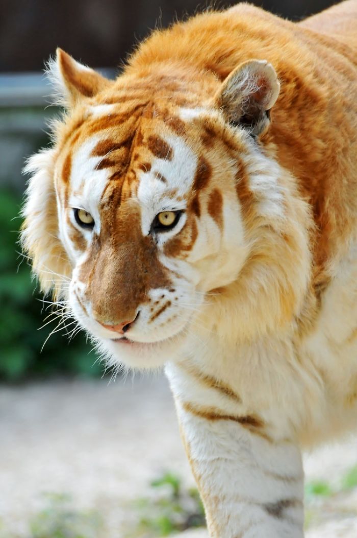 This Is A Golden Tiger Tabby Tiger, It Is Caused By A Recessive Gene. It Is Believed That There Are Less Than 30 Left In The World