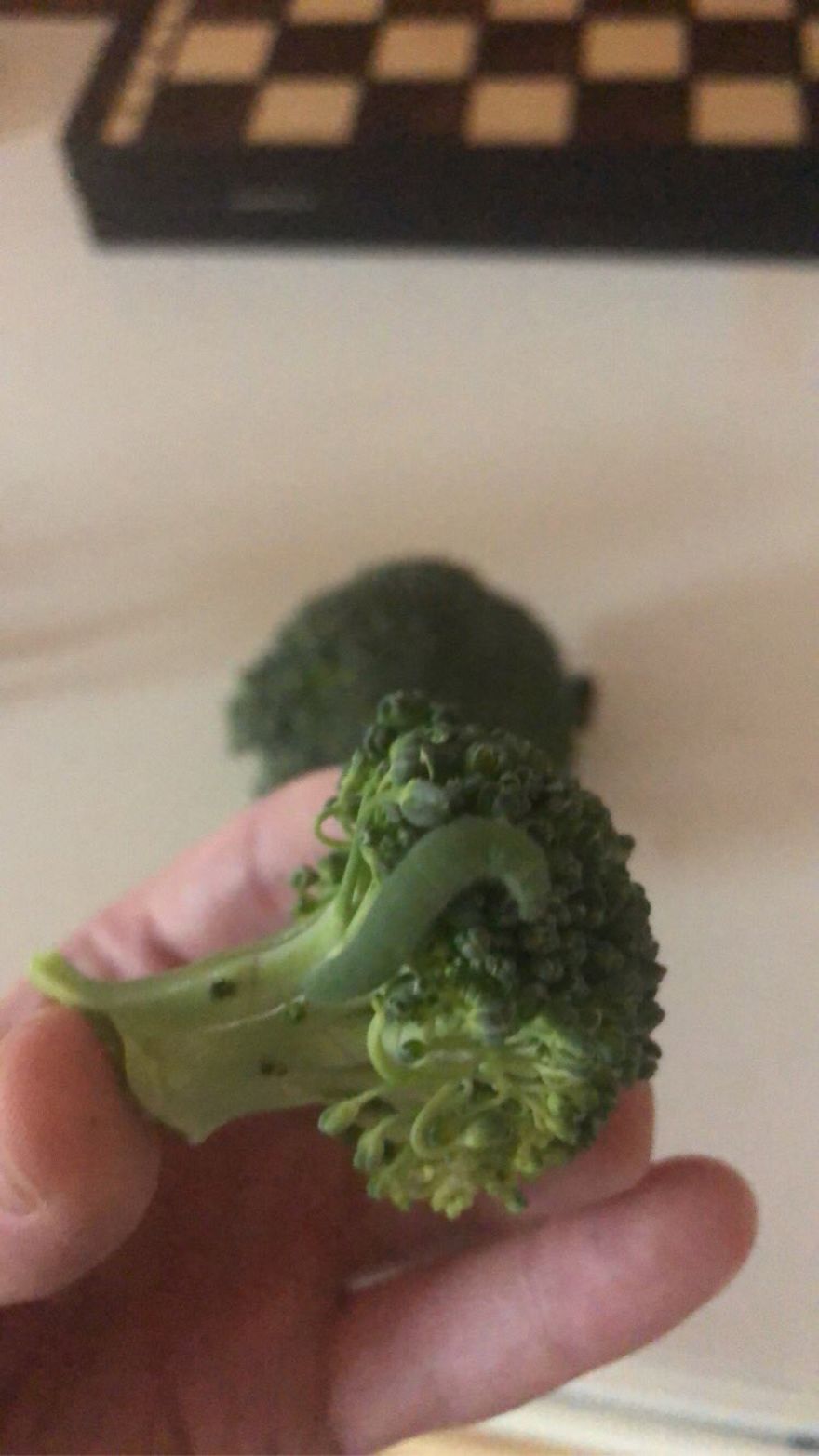 Man Found Caterpillars In His Broccoli And Let Them Turn Into Butterflies Man Found Caterpillars In His Broccoli And Let Them Turn Into Butterflies