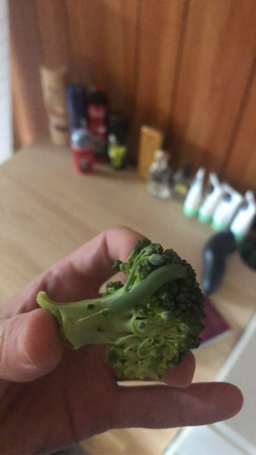 Man Found Caterpillars In His Broccoli And Let Them Turn Into Butterflies Man Found Caterpillars In His Broccoli And Let Them Turn Into Butterflies