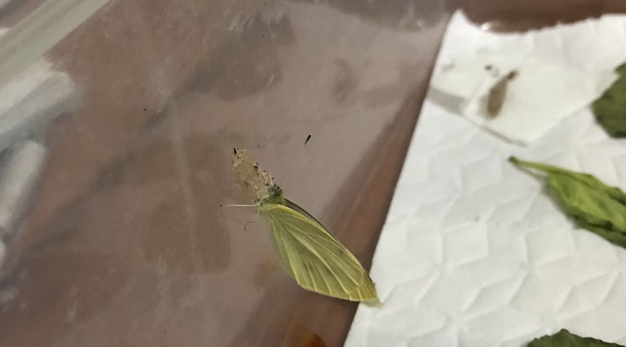 Man Found Caterpillars In His Broccoli And Let Them Turn Into Butterflies Man Found Caterpillars In His Broccoli And Let Them Turn Into Butterflies