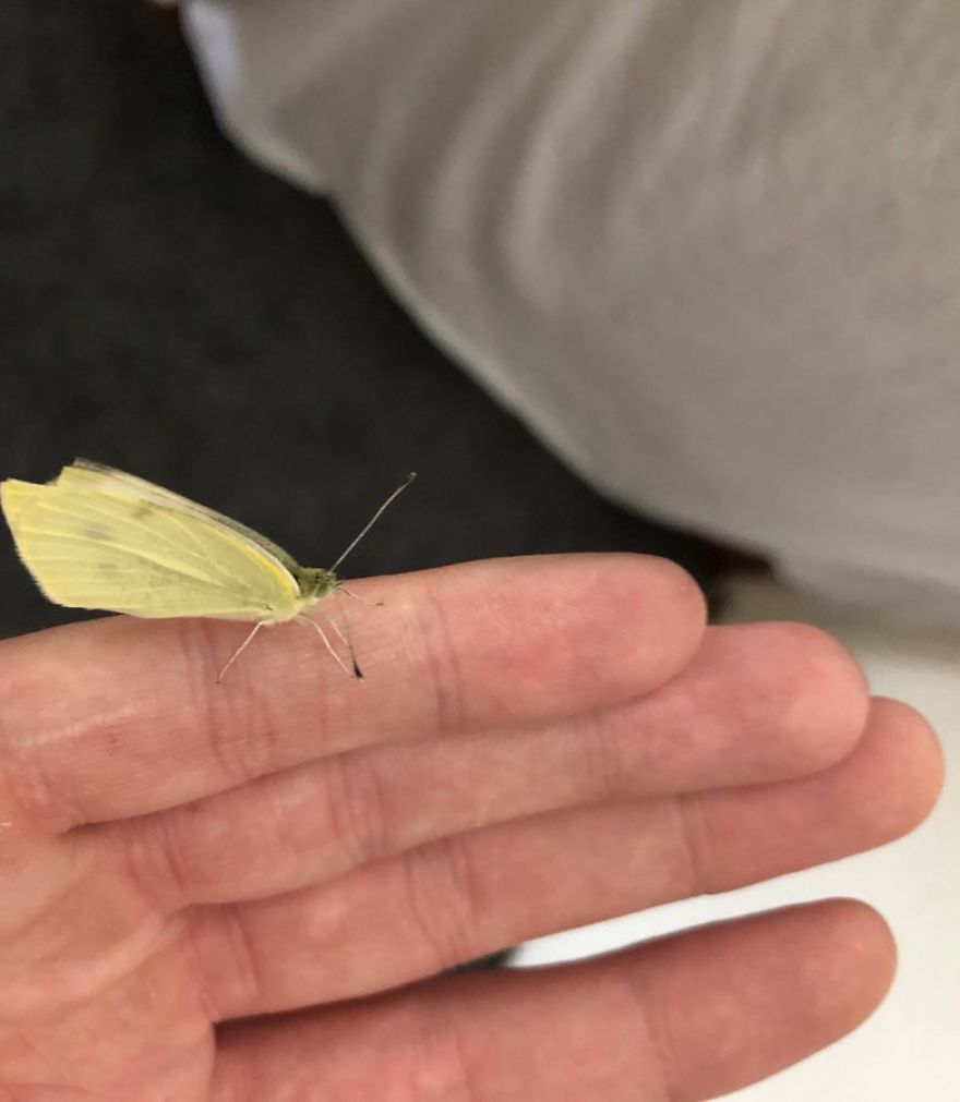 Man Found Caterpillars In His Broccoli And Let Them Turn Into Butterflies Man Found Caterpillars In His Broccoli And Let Them Turn Into Butterflies