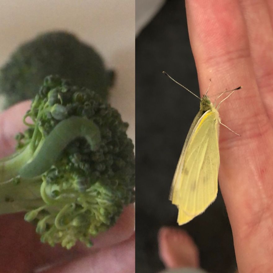 Man Found Caterpillars In His Broccoli And Let Them Turn Into Butterflies Man Found Caterpillars In His Broccoli And Let Them Turn Into Butterflies