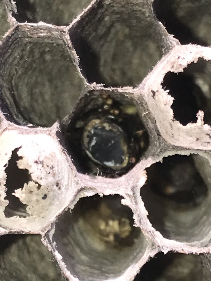 Wasp Nest Up Close