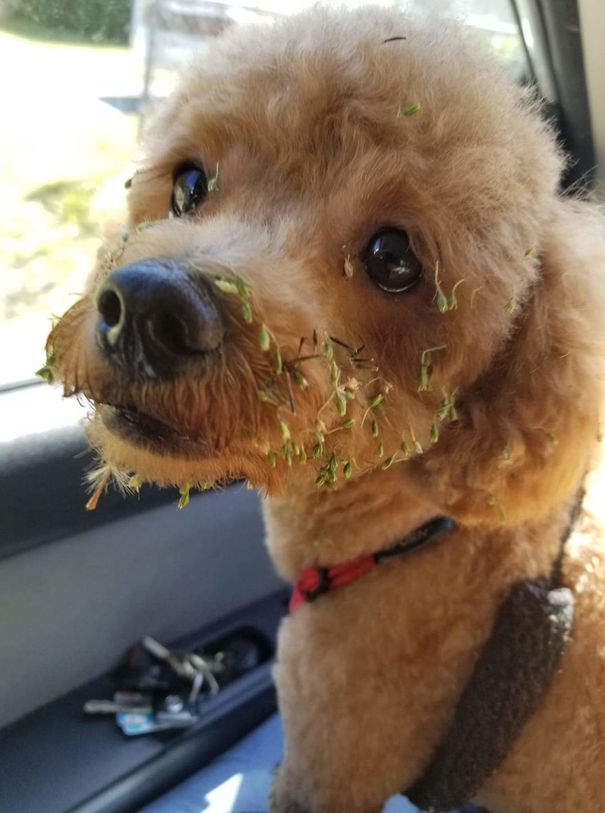 Groomers