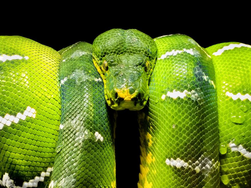 Dangerously Beautiful Green Viper
