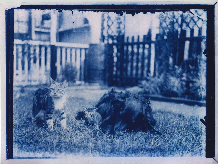 I Developed A 120-Year-Old Cat Photos Found In A Family Time Capsule