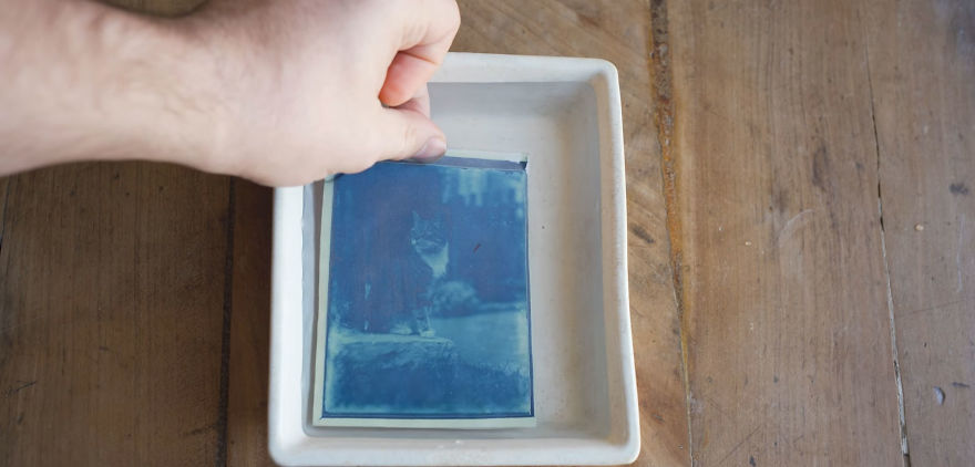 I Developed A 120-Year-Old Cat Photos Found In A Family Time Capsule