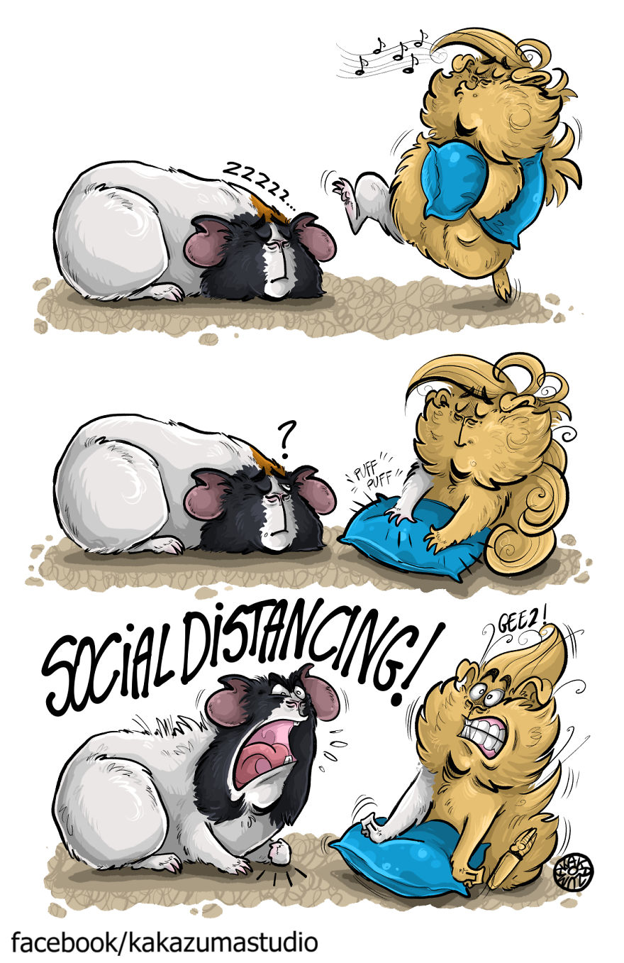 I Make Funny Comics About My Guinea Pigs And Cosplayed Them Into Various Characters I Make Funny Comics About My Guinea Pigs And Cosplayed Them Into Various Characters