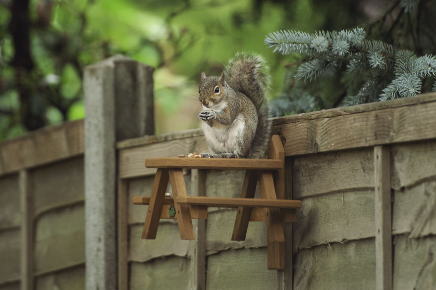 Watching Squirrels In My Garden Became A Morning Ritual During Lockdown, Here Are 15 Photos That I Took