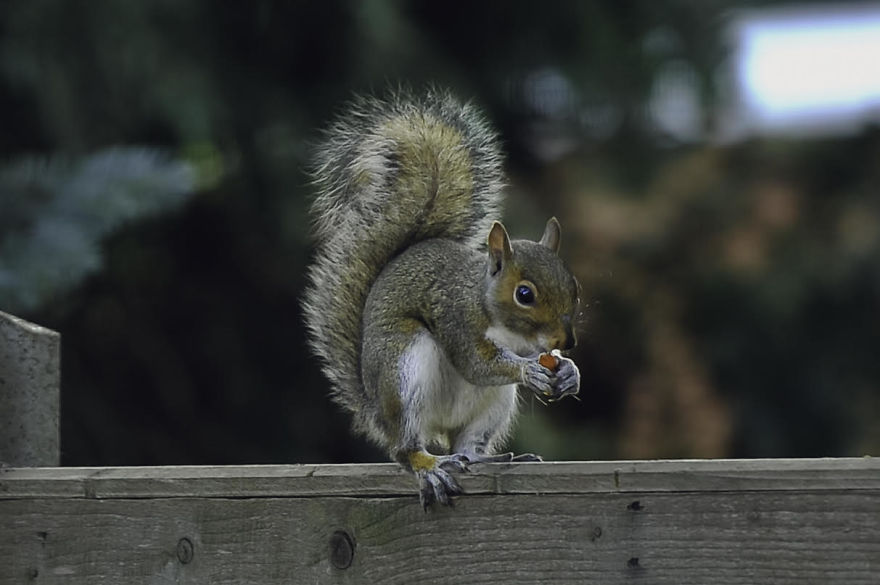 Watching Squirrels In My Garden Became A Morning Ritual During Lockdown, Here Are 15 Photos That I Took