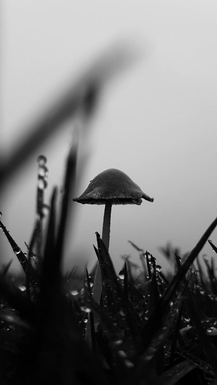 Mushroom Taken On A Farm